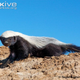 Illustration for article titled Monday Mustelid - Mellivora capensis Edition